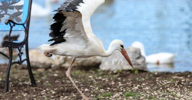 Leyla pictured at the Animal Rights Federation (HAYTAP) "Retired Animals Farm" Bursa, Turkey, Nov. 10, 2021. (AA Photo)