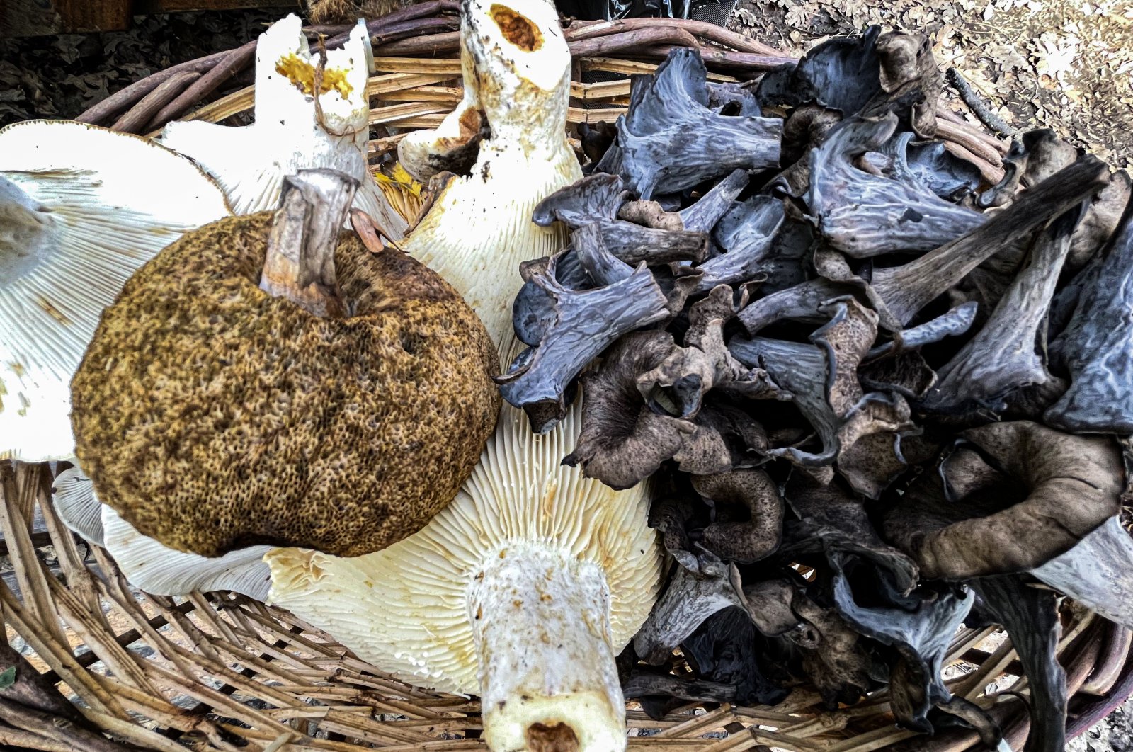 Mushrooms picked in Belgrad Forest, in Istanbul, Turkey, Nov. 14, 2021. (AA PHOTO)