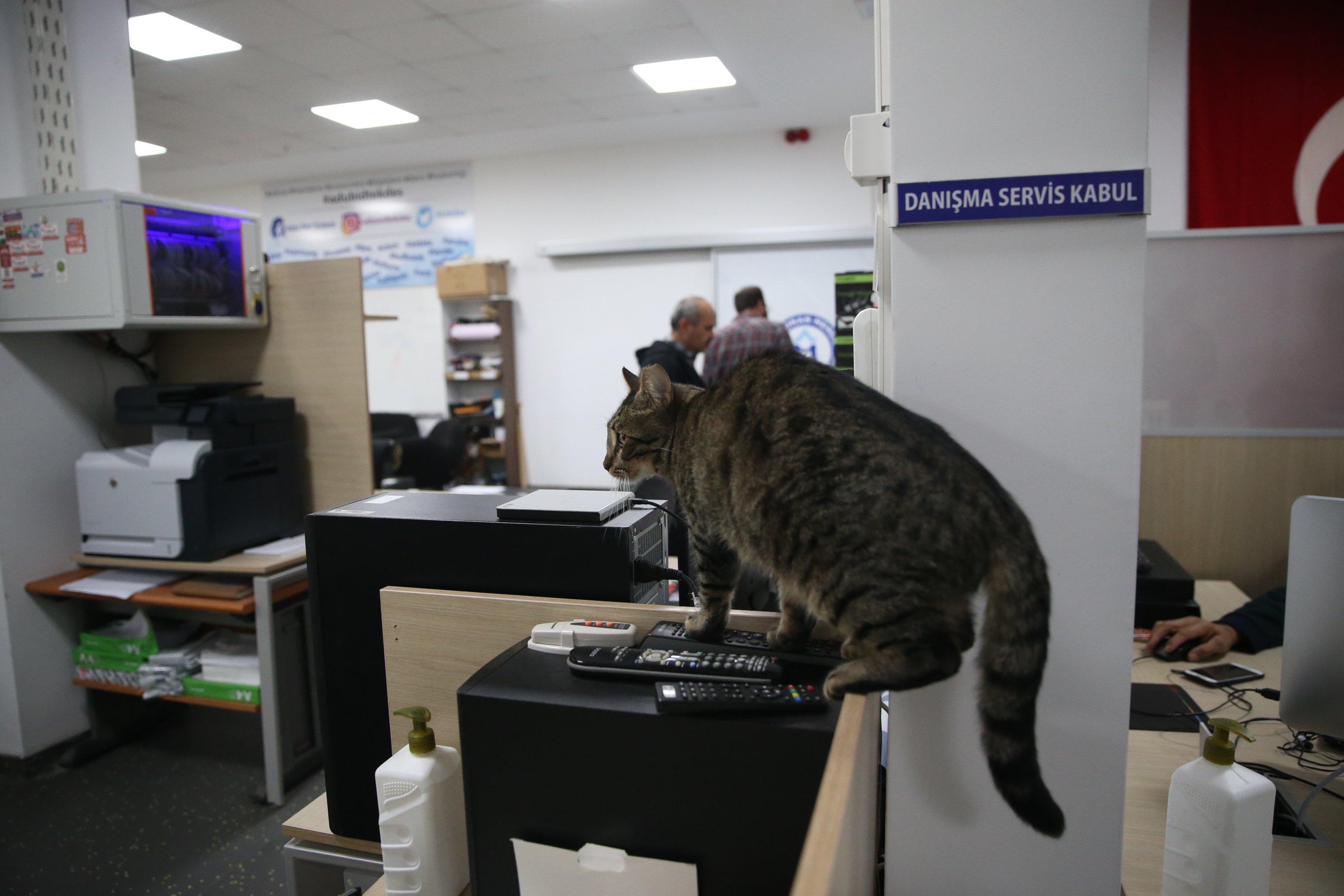 A cat perches on a cubicle in the office, in Aydın, western Turkey, Nov. 16, 2021. (AA PHOTO)