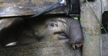 A Sumatran elephant calf that lost half of its trunk, is treated at an elephant conservation center in Saree, Aceh Besar, Indonesia, Nov. 15, 2021. (AP Photo)
