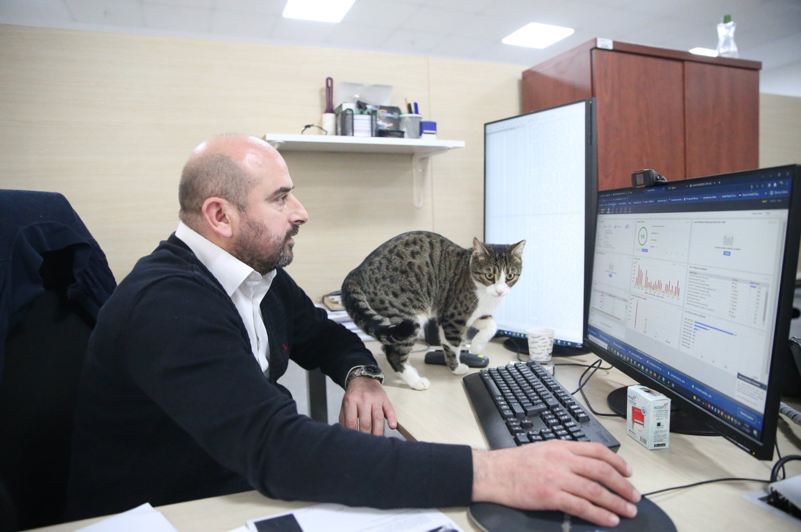 Kantor di Turki menjadi rumah yang nyaman untuk 15 kucing