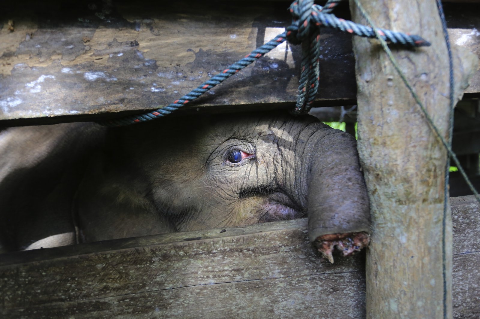 A Sumatran elephant calf that lost half of its trunk, is treated at an elephant conservation center in Saree, Aceh Besar, Indonesia, Nov. 15, 2021. (AP Photo)