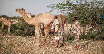 Ali Abdi Elmi (C) stands next to some of his camels in the outskirts of the city of Hargeisa, Somaliland, Somalia, Sept. 18, 2021. (AFP Photo)