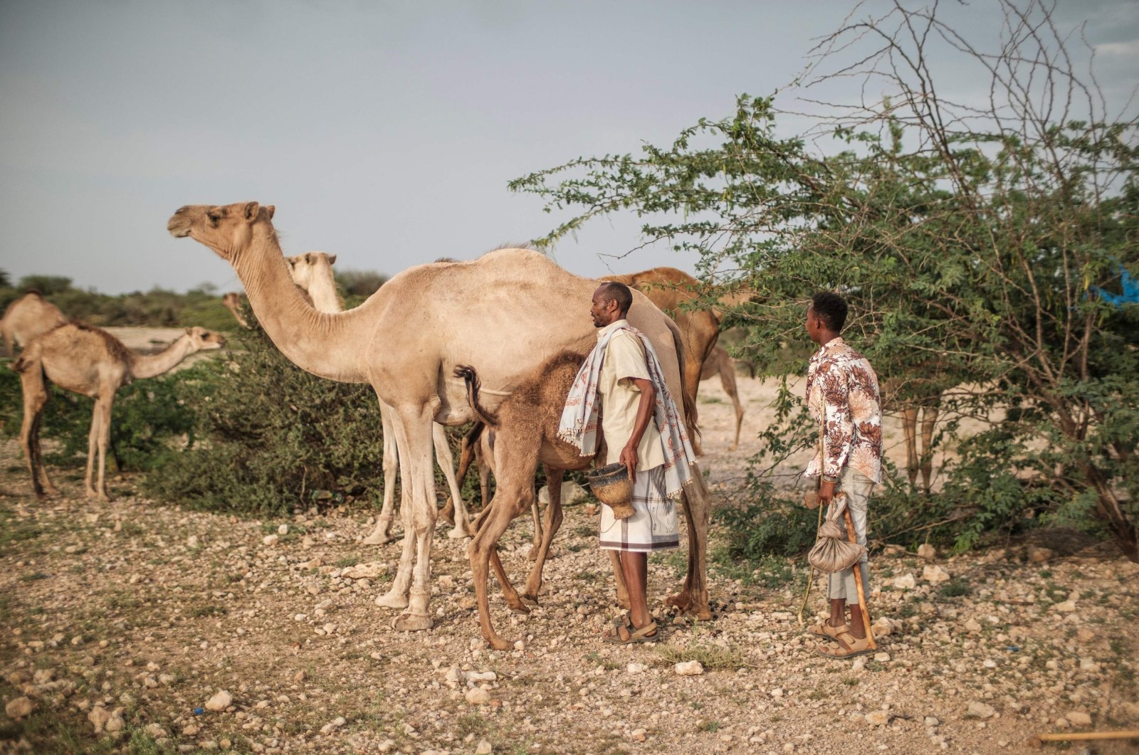 Ali Abdi Elmi (C) stands next to some of his camels in the outskirts of the city of Hargeisa, Somaliland, Somalia, Sept. 18, 2021. (AFP Photo)
