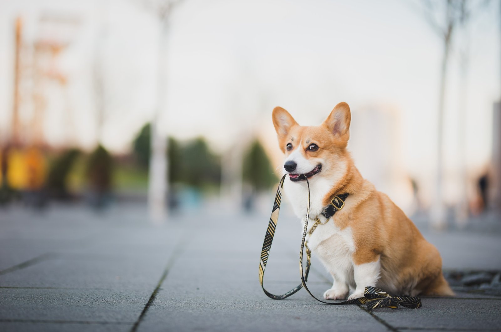 A Welsh Corgi holding its leash. (Shutterstock Photo)