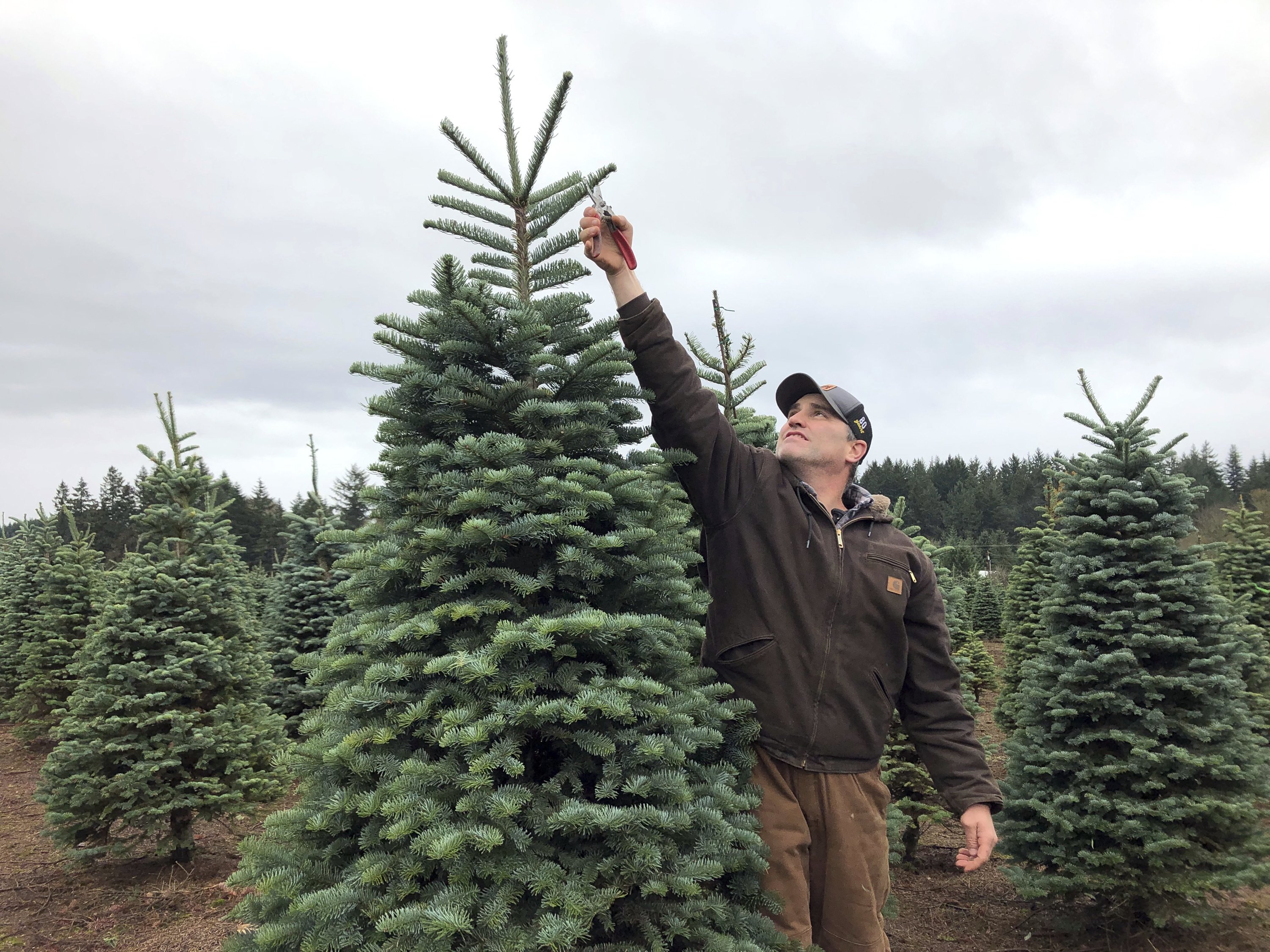 Casey Grogan, owner of Silver Bells Tree Farm and president of the Pacific Northwest Christmas Tree Association, trims a noble fir at his 400-acre Christmas tree farm in Silverton, Ore., U.S., Nov. 2018.  (AP Photo)