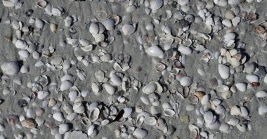 Sea shells cover Siesta Beach on Siesta Key in Sarasota, Florida, U.S., May 18, 2017. (AP File Photo)