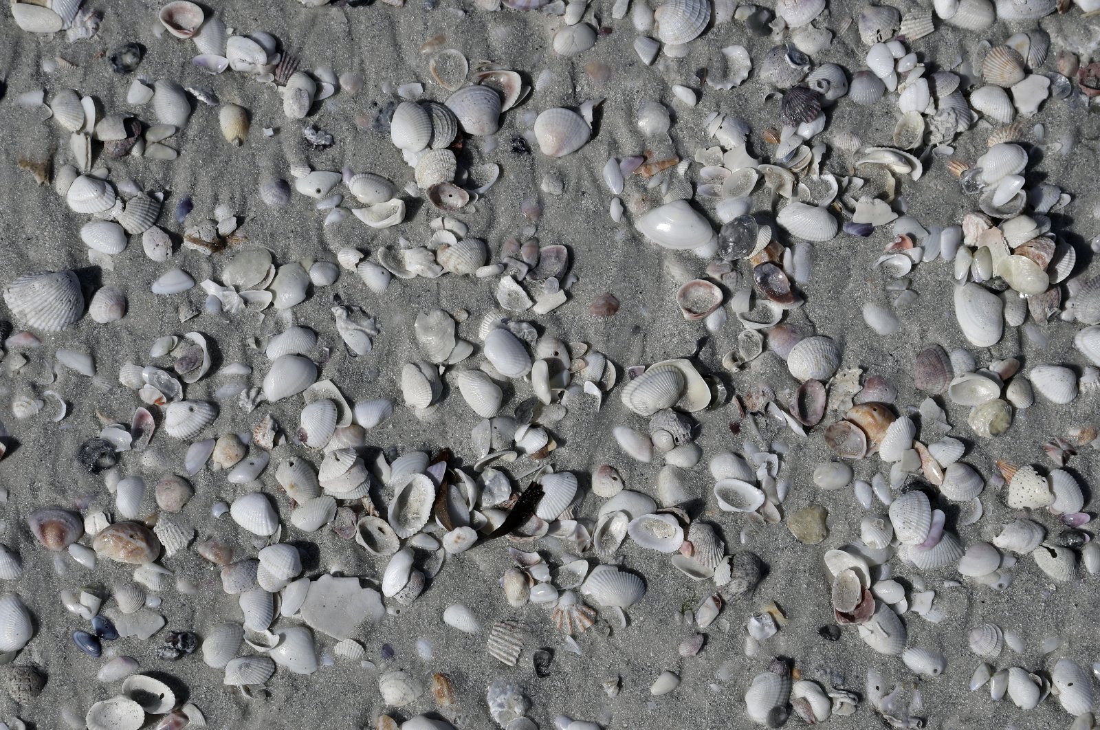 Sea shells cover Siesta Beach on Siesta Key in Sarasota, Florida, U.S., May 18, 2017. (AP File Photo)