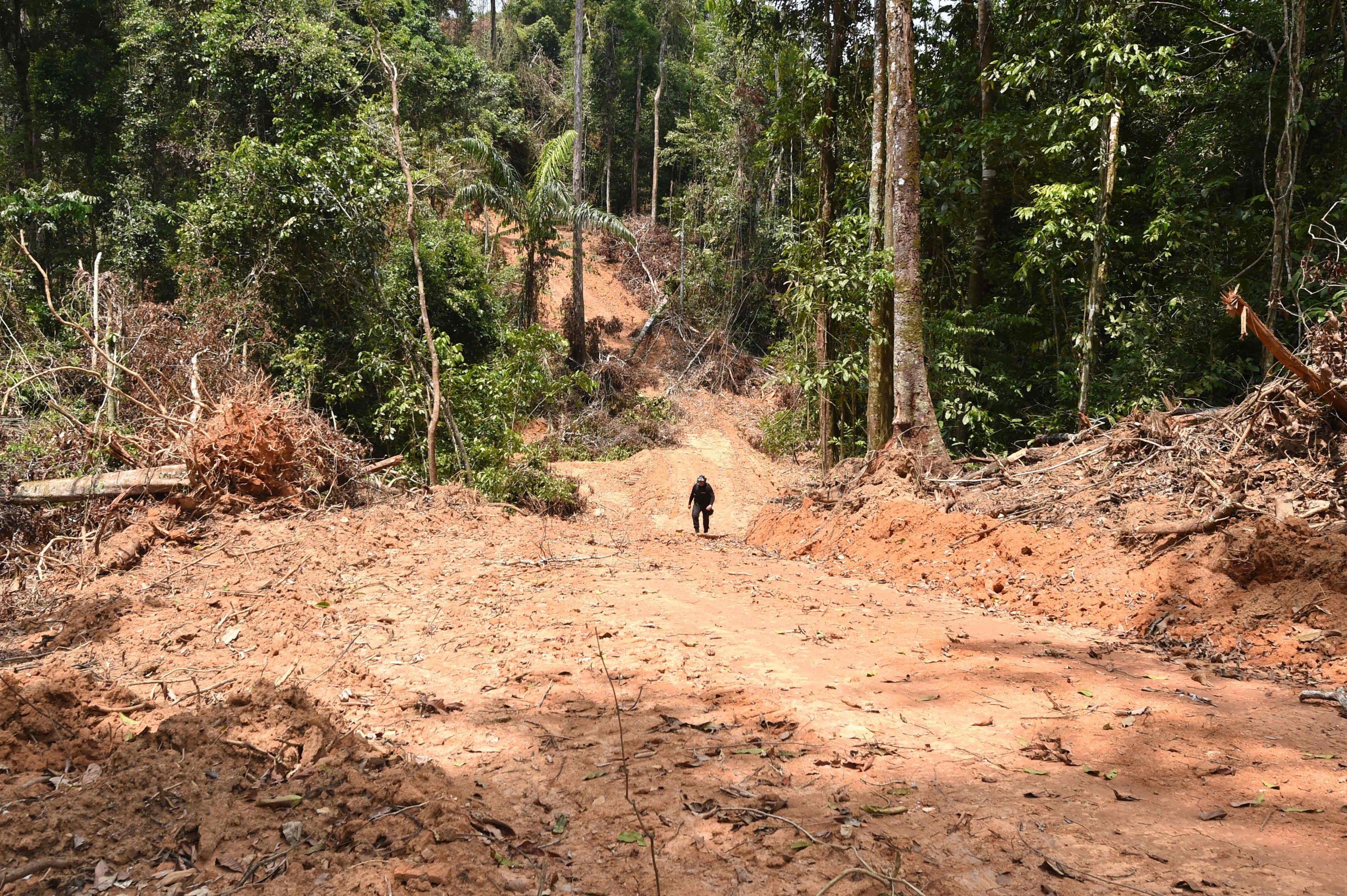 Seorang pejabat dari Negara Bagian Para, Brasil utara, memeriksa area gundul di hutan hujan Amazon selama pengawasan di kotamadya Pacaja, 620 kilometer dari ibu kota Belem, Brasil, 22 September 2021. (AFP File Photo)