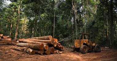 Timber logs inside Fazenda Nicolau, which is managed by a carbon forest NGO linked to French company Peugeot, in Alta Floresta, Mato Grosso, Brazil,  Aug. 29, 2021. (AFP File Photo)