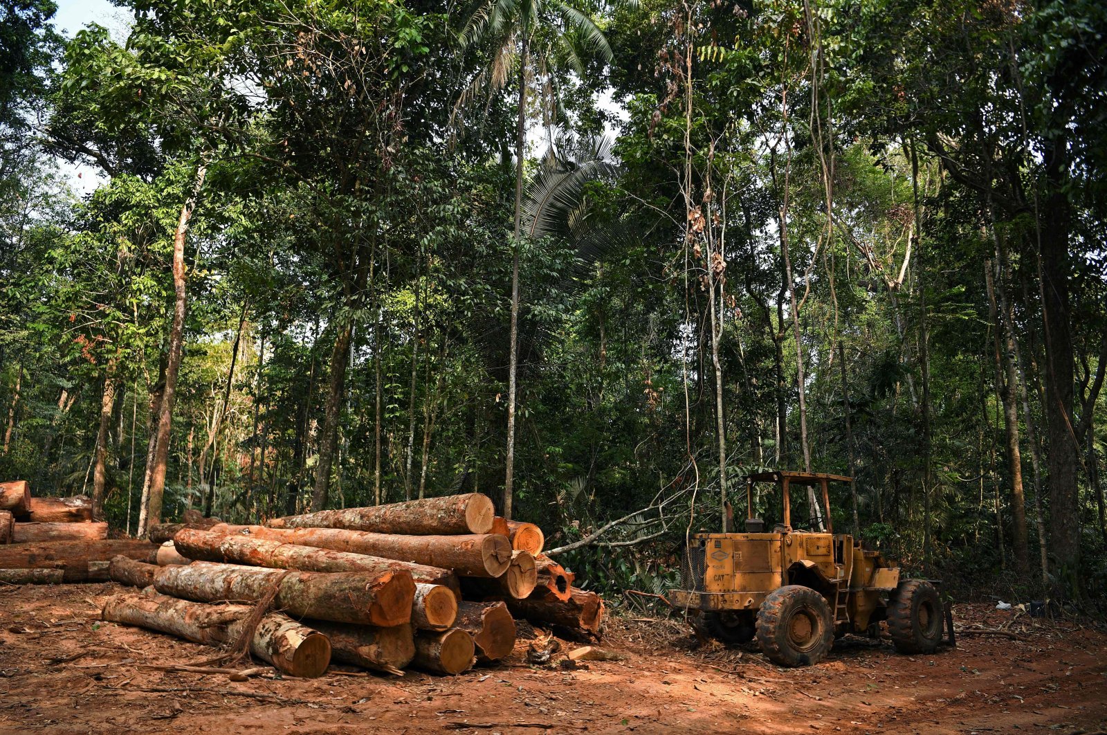 Timber logs inside Fazenda Nicolau, which is managed by a carbon forest NGO linked to French company Peugeot, in Alta Floresta, Mato Grosso, Brazil,  Aug. 29, 2021. (AFP File Photo)
