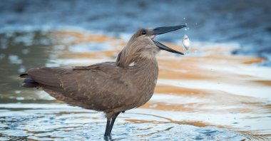 A hammerkop, also known as a hammerhead, eats a fish in the Okavango Delta of Botswana. (Reuters File Photo)