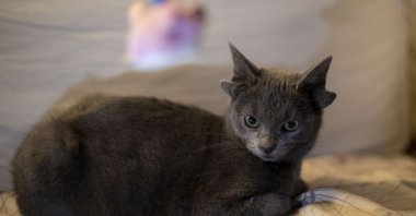 Midas rests in her home in the capital, Ankara, Turkey, Nov. 19, 2021. (AA PHOTO)