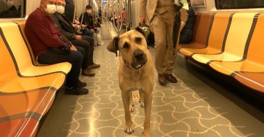 A view of Boji during one of his rides on the metro in Istanbul, Turkey, Oct. 5, 2021. (DHA PHOTO)