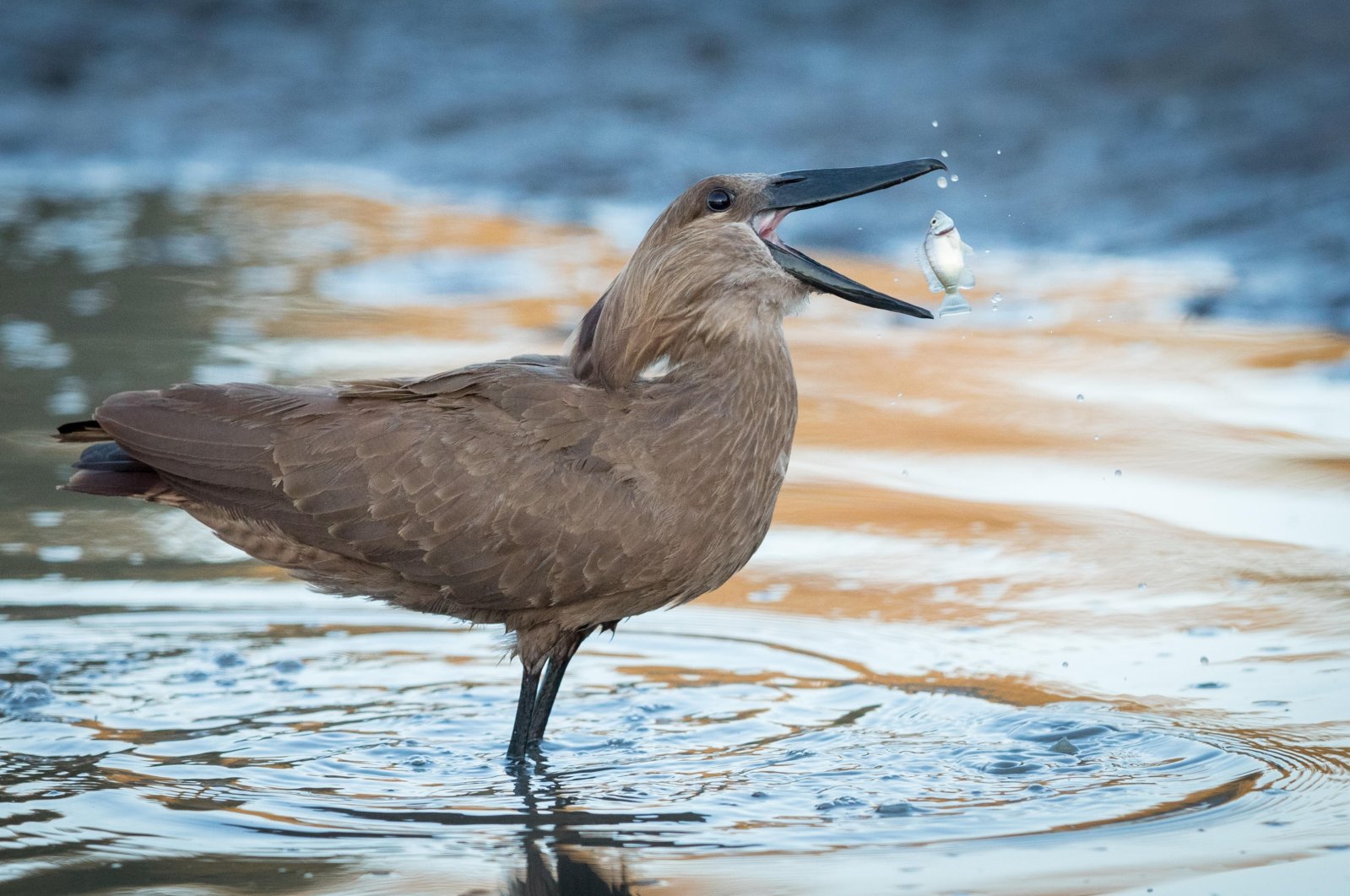 A hammerkop, also known as a hammerhead, eats a fish in the Okavango Delta of Botswana. (Reuters File Photo)