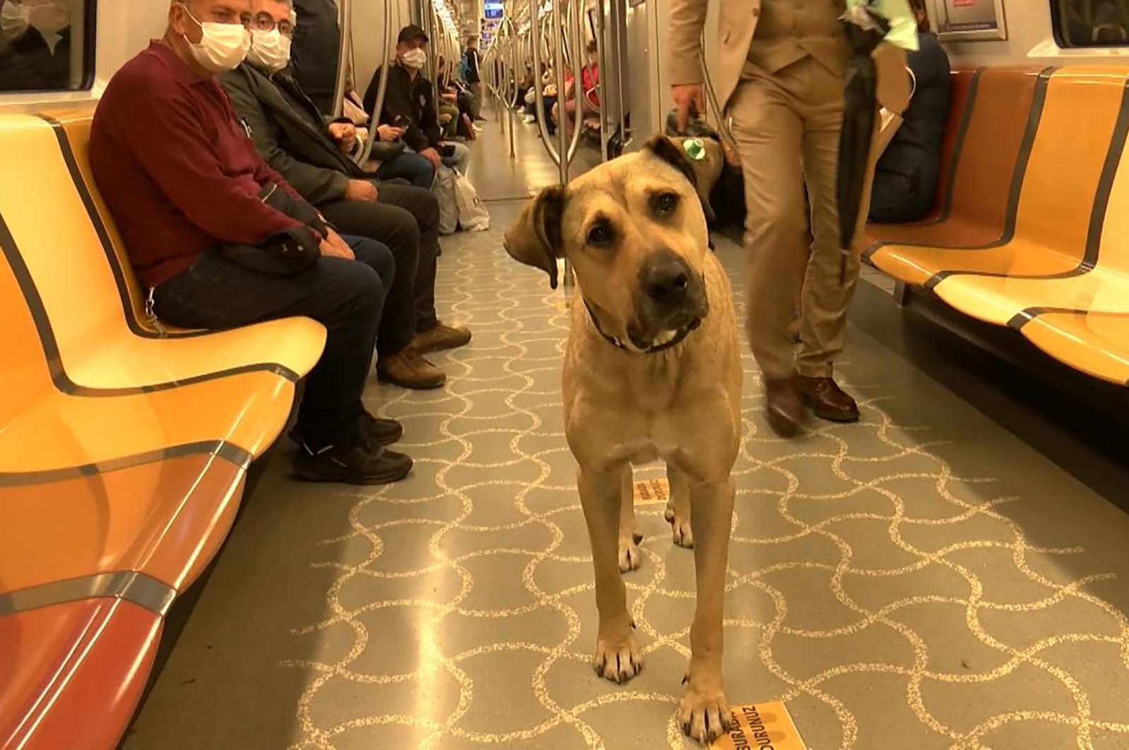 A view of Boji during one of his rides on the metro in Istanbul, Turkey, Oct. 5, 2021. (DHA PHOTO)