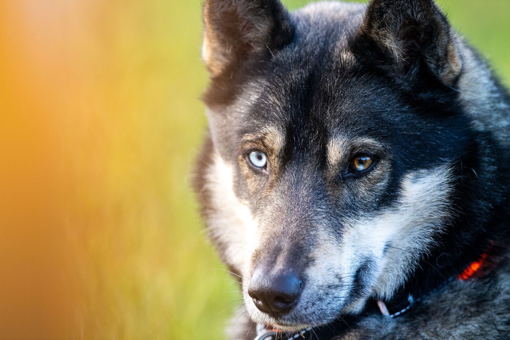 Who let the dogs out? German sled dog race qualifiers | Daily Sabah