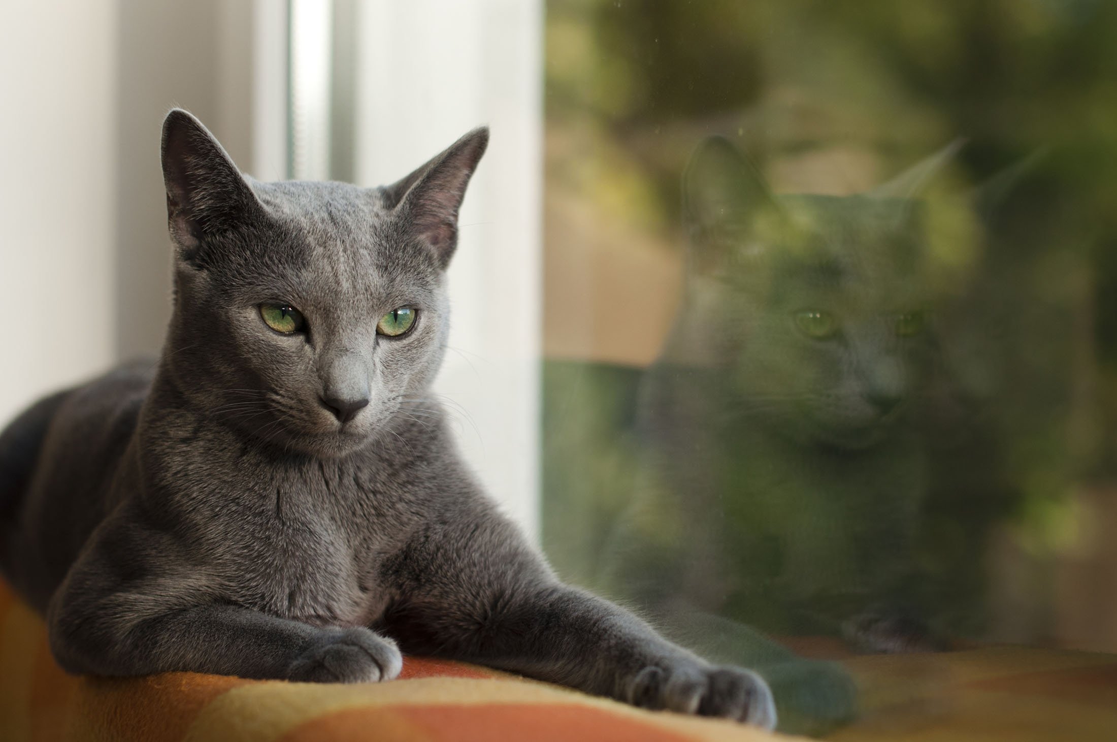 Top 20 Most Popular Cat Breeds – Forbes Advisor