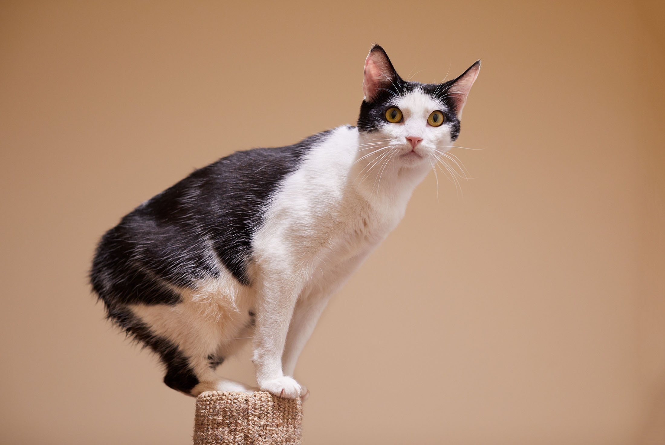 What is the most popular cat breed in the world? Feline organization ranks  them. 