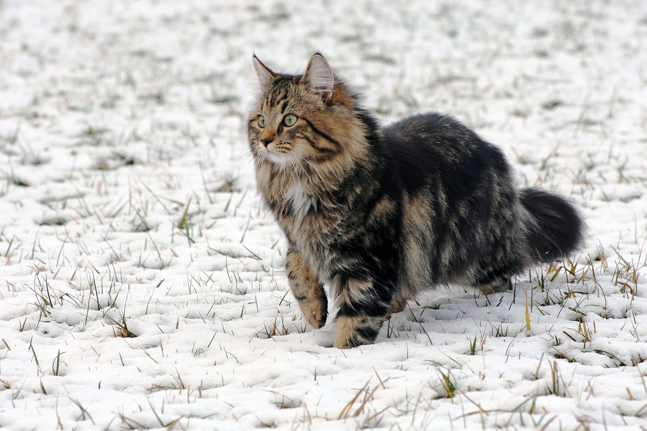 Beautiful 2024 cat breeds