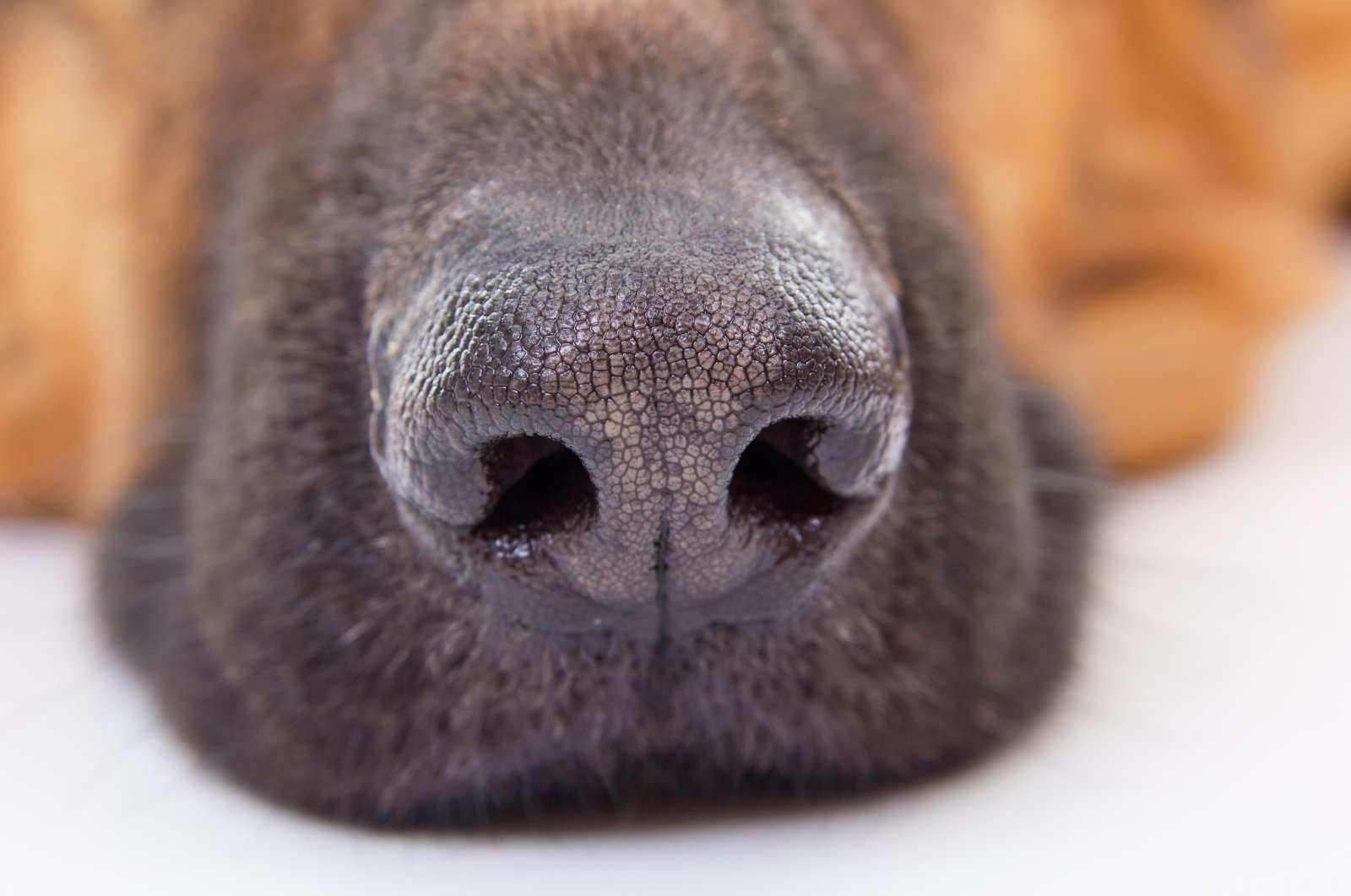 Dogs, with their extraordinary sense of smell, have been put to use in some public spaces such as airports during the pandemic to help reduce infections. (Shutterstock Photo) 