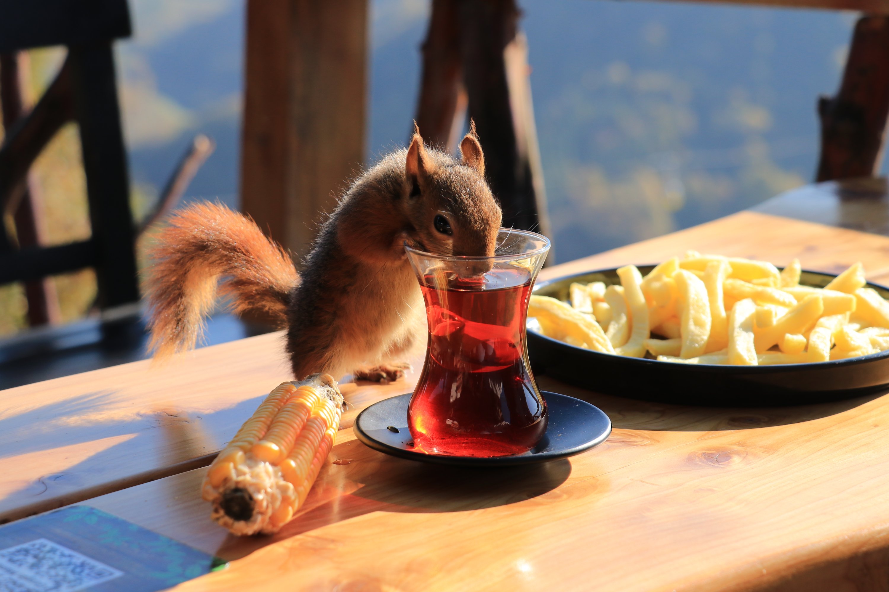 A Turkish couple has taken in a squirrel as a new member of their family. (AA Photo)