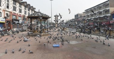 Pigeons seen at a deserted market area in Srinagar, Indian-occupied Kashmir, Nov. 19, 2021. (Photo by Getty Images)