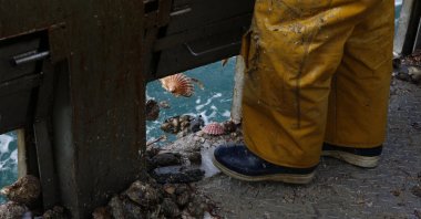 A French fisherman releases scallops from the trawler Le Chant des Sirenes (The Mermaids' song) at the limits of the French-U.K. waters, Normandy, France, Nov. 9, 2021. (AP Photo)