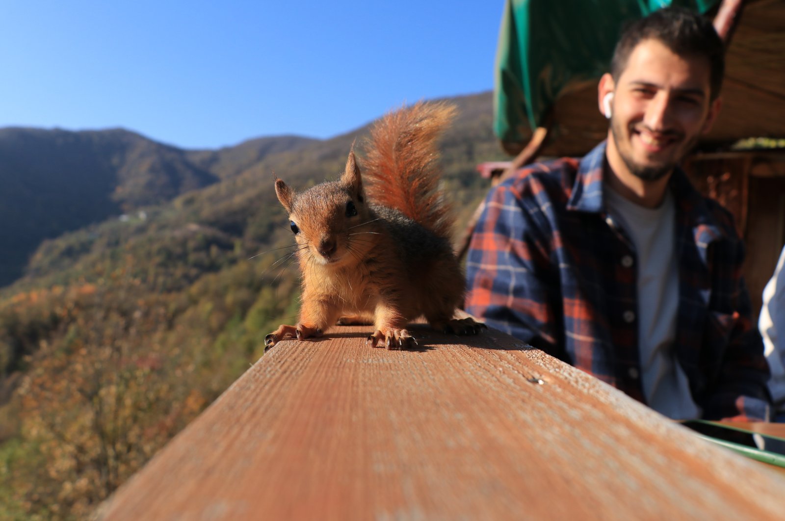 A Turkish couple has taken in a squirrel as a new member of their family. (AA Photo)