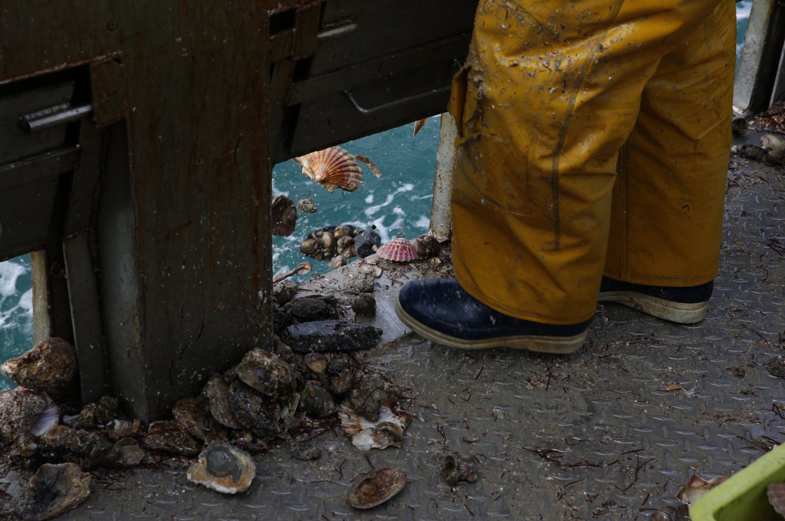 A French fisherman releases scallops from the trawler Le Chant des Sirenes (The Mermaids&#039; song) at the limits of the French-U.K. waters, Normandy, France, Nov. 9, 2021. (AP Photo)