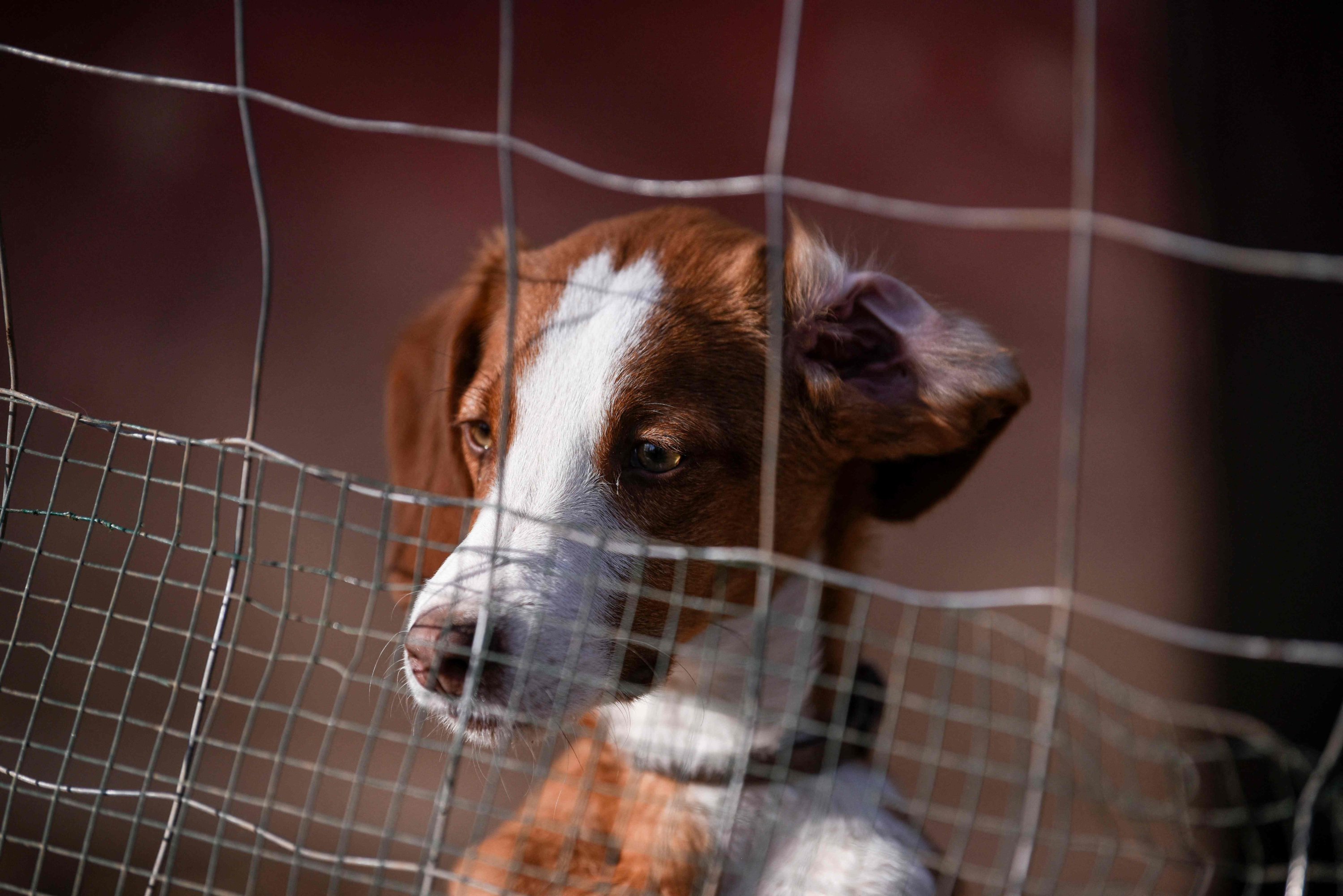 A dog looks behind the fence at the Prishtina Dog Shelter near the town of Gracanica, Kosovo, Nov. 12, 2021. (AFP Photo)