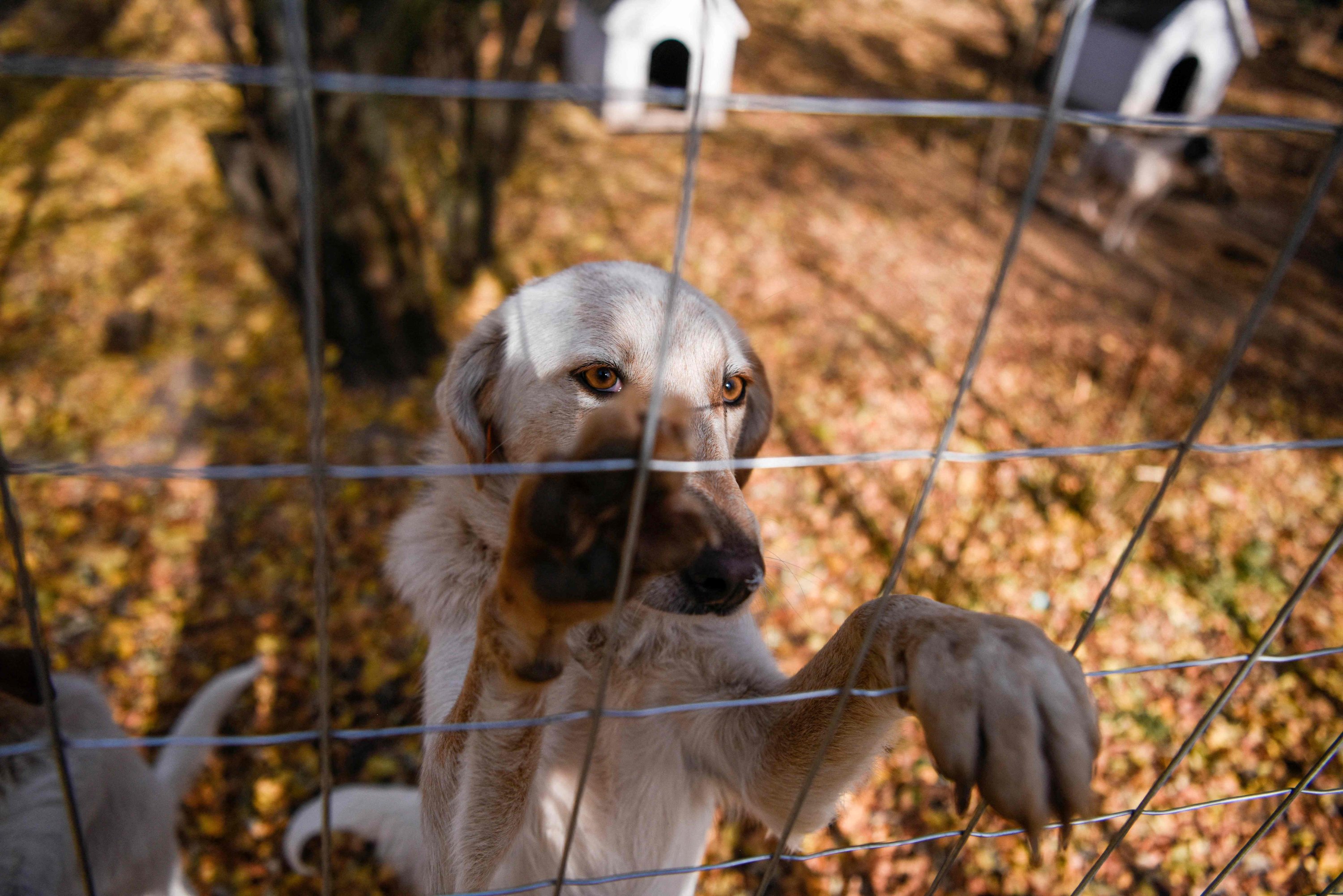 Seekor anjing melihat ke belakang pagar di Penampungan Anjing Prishtina dekat kota Gracanica, Kosovo, 12 November 2021. (AFP Photo)