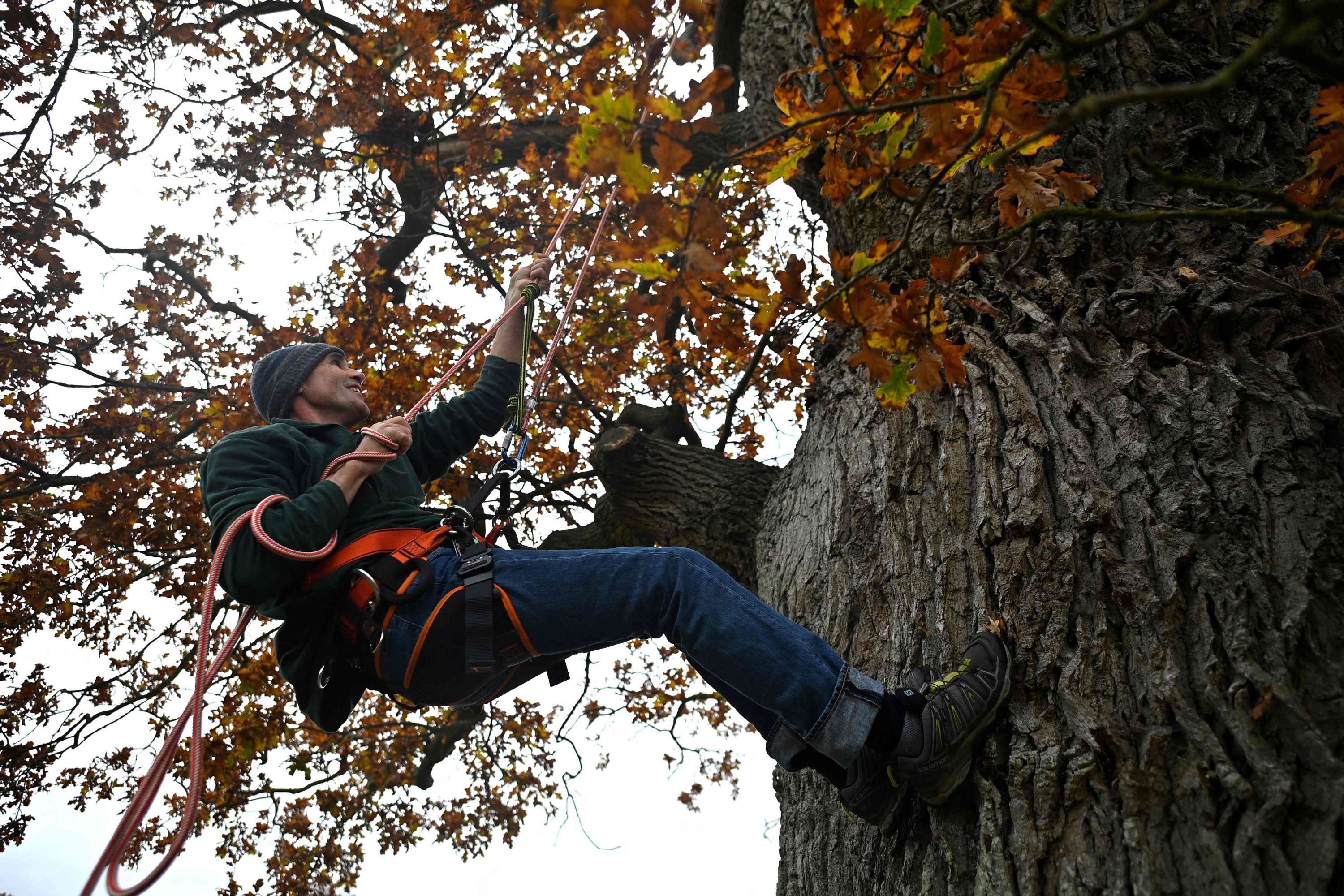 Bee conservationist Filipe Salbany climbs an oak tree to survey a honeybee colony in the High Park on the Blenheim Estate in Oxfordshire, U.K., Nov. 20, 2021. (AFP Photo)