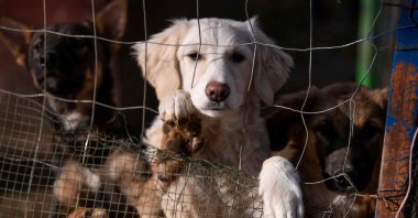 Dogs look behind the fence at the Prishtina Dog Shelter near the town of Gracanica, Kosovo, Nov. 12, 2021. (AFP Photo)
