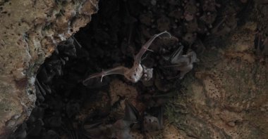 A bat is seeing flying in a cave north of Tel Aviv, Israel, 2018. (University of Tel Aviv via AFP)