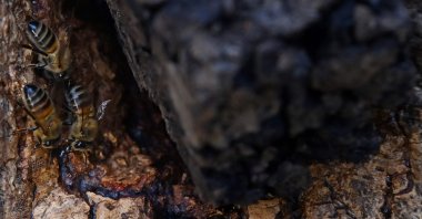Honeybees are seen in a colony located in a Ash tree in High Park on the Blenheim Estate in Oxfordshire, U.K., Nov. 20, 2021. (AFP Photo)