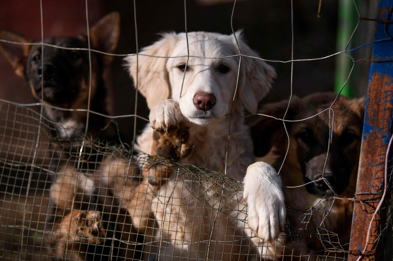 Cinta mengalahkan segalanya: Duo menjembatani perpecahan etnis dengan perlindungan anjing liar