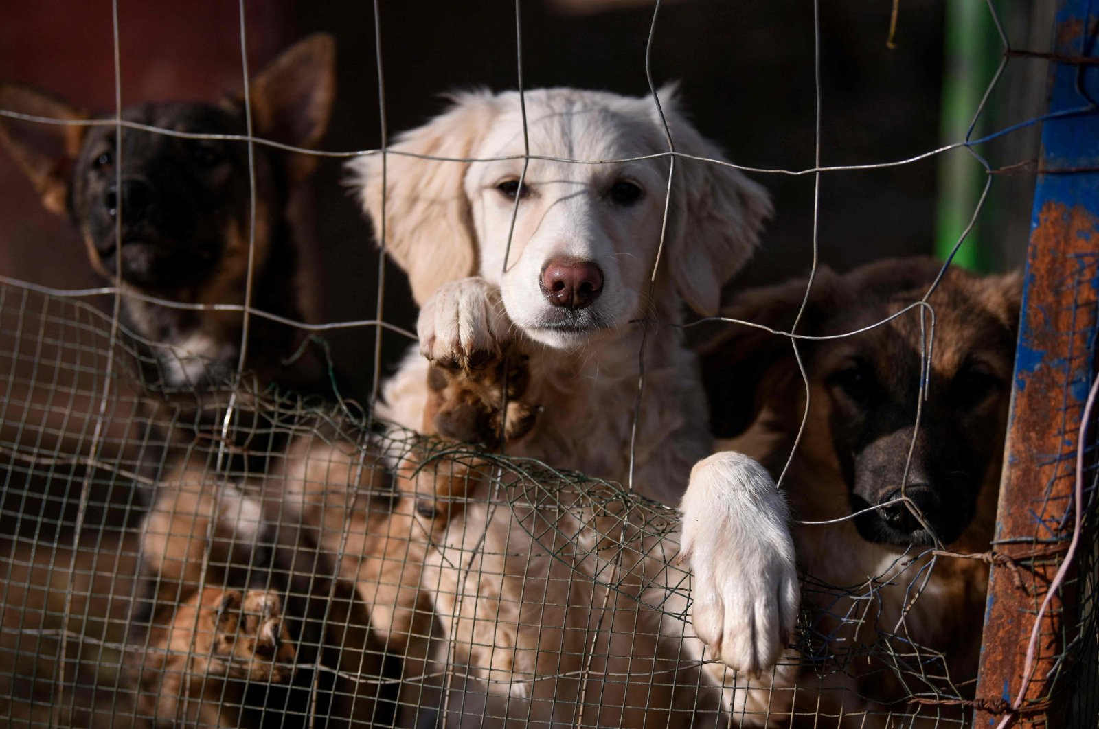 Dogs look behind the fence at the Prishtina Dog Shelter near the town of Gracanica, Kosovo, Nov. 12, 2021. (AFP Photo)