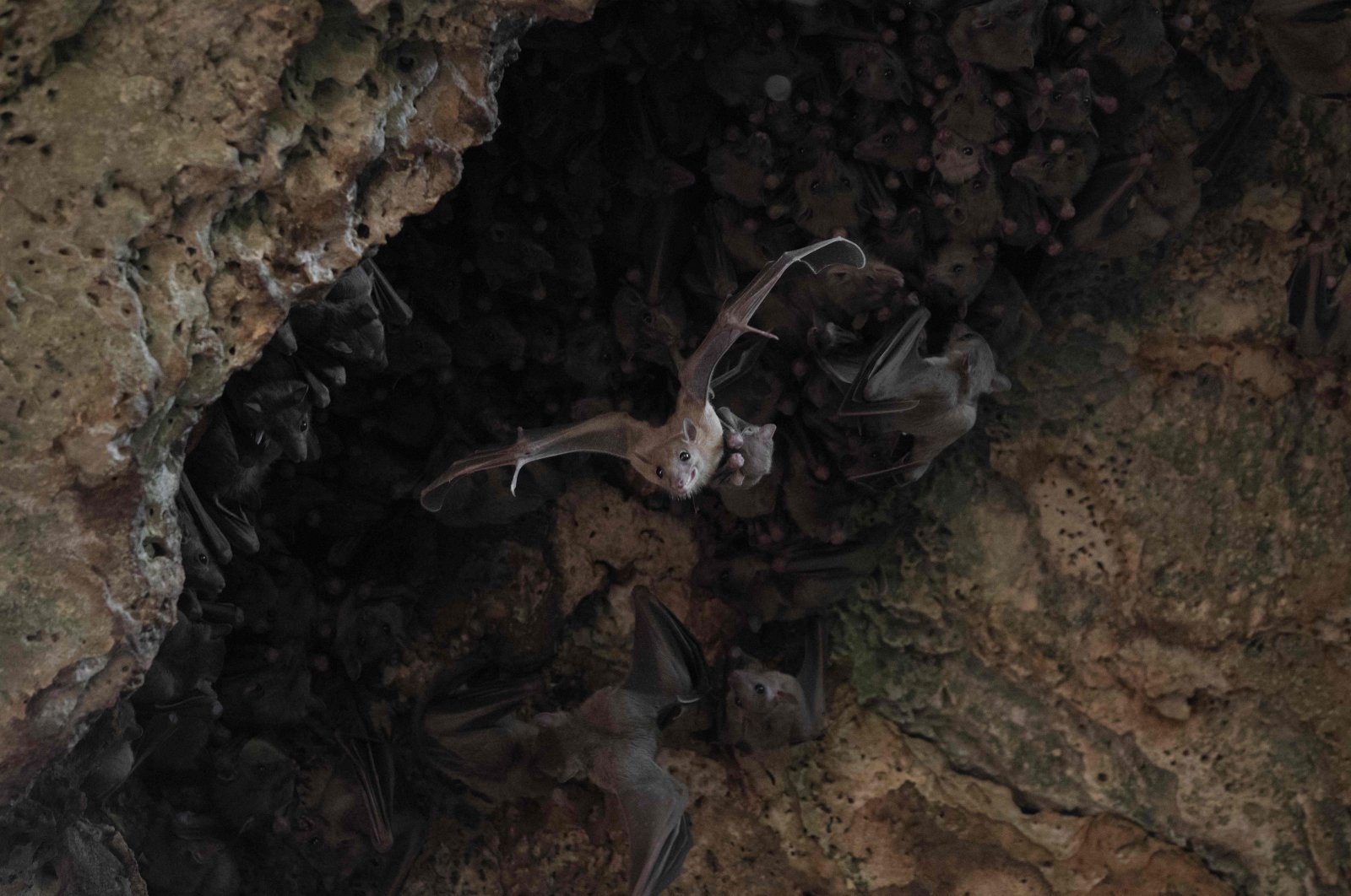 A bat is seeing flying in a cave north of Tel Aviv, Israel, 2018. (University of Tel Aviv via AFP)