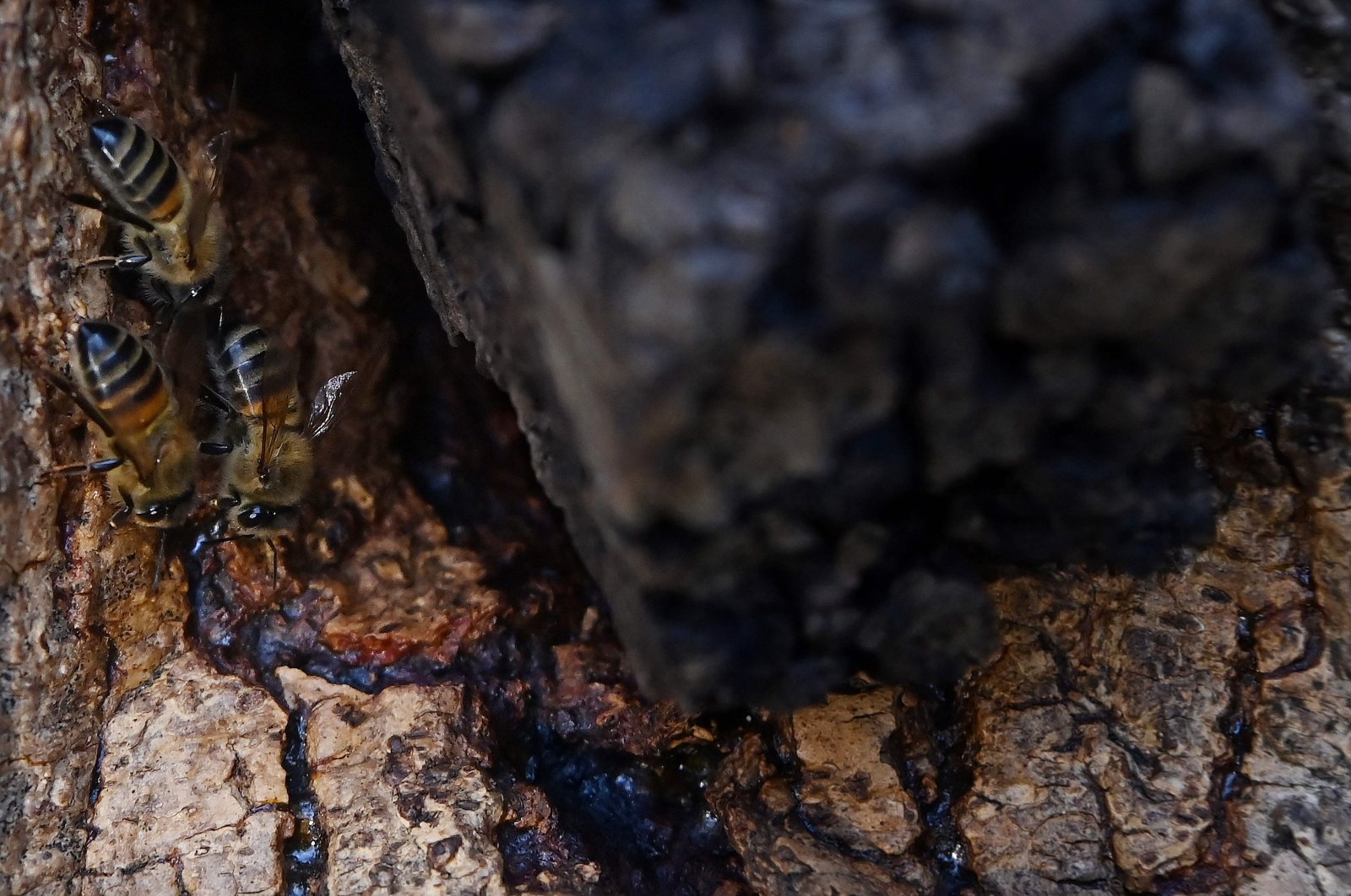 Honeybees are seen in a colony located in a Ash tree in High Park on the Blenheim Estate in Oxfordshire, U.K., Nov. 20, 2021. (AFP Photo)