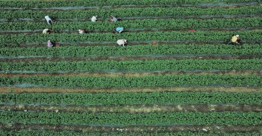 Workers are seen at a farm in the southern province of Kahramanmaraş, Turkey, May 27, 2020. (AA Photo)