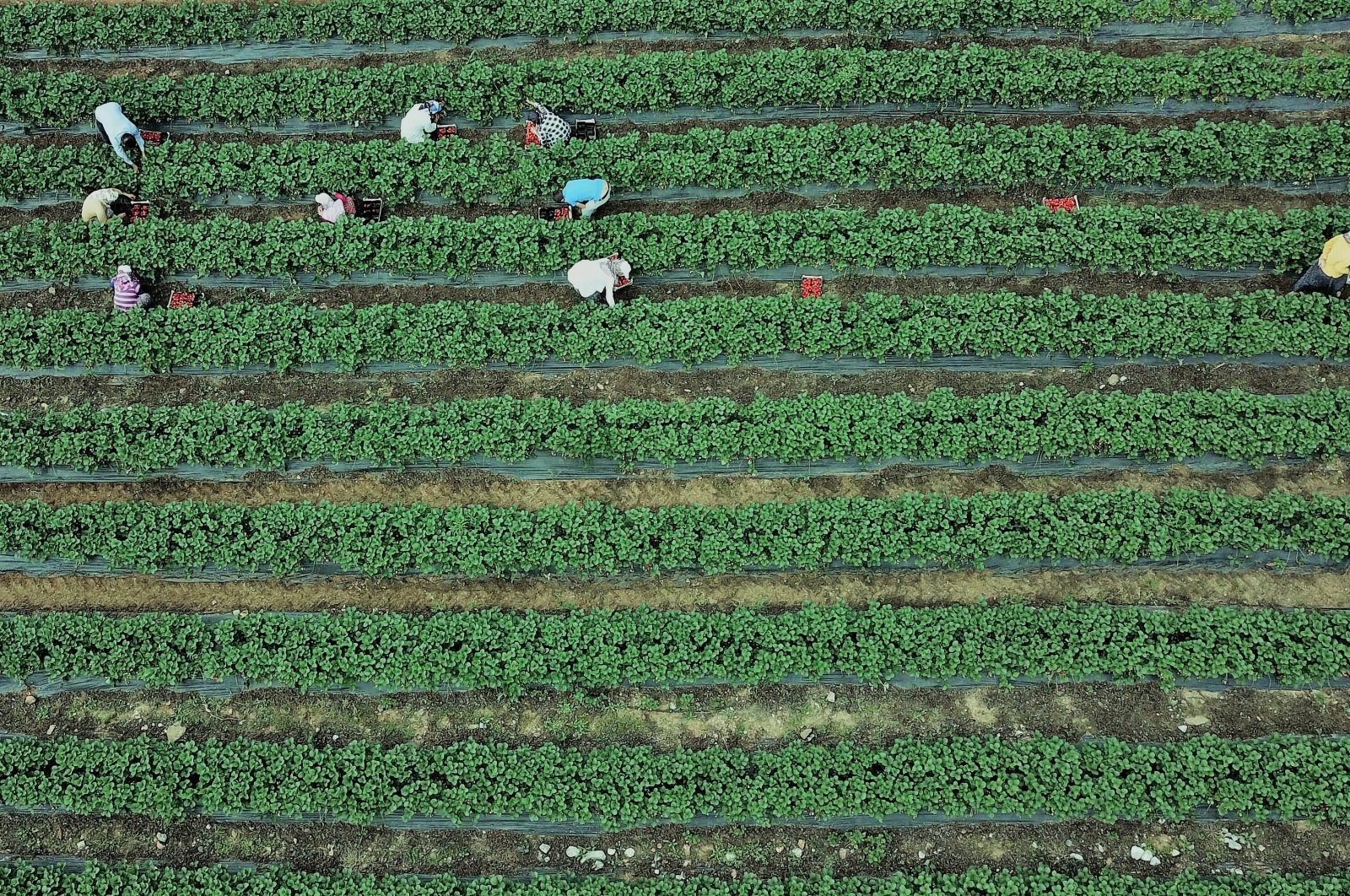 Dari pertanian ke meja: Startup Agritech membuka jalan bagi rantai makanan sehat