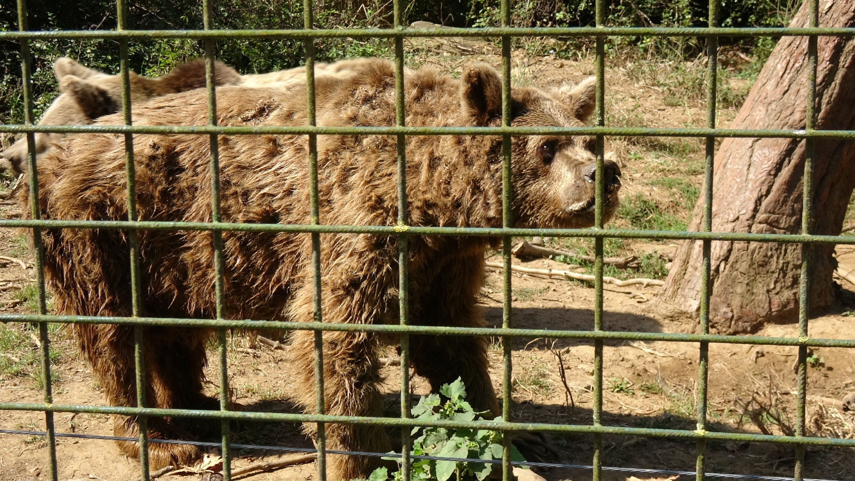 This file photo provided on Nov. 27, 2021 shows bear Brütüs at the animal shelter in Bursa, northwestern Turkey. (DHA Photo)