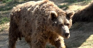 This file photo provided on Nov. 27, 2021 shows bear Brütüs at the animal shelter in Bursa, northwestern Turkey. (DHA Photo)