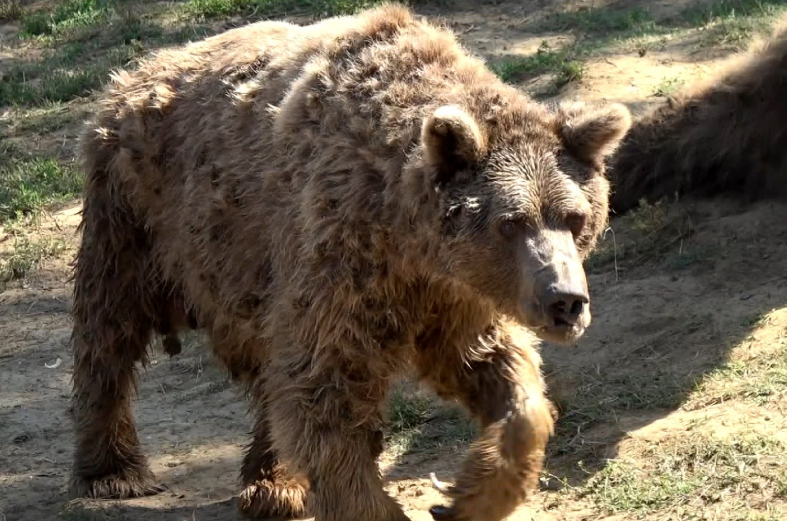 Et tu, ‘Brütüs’: Beruang penari terakhir di Turki mati di tempat penampungan
