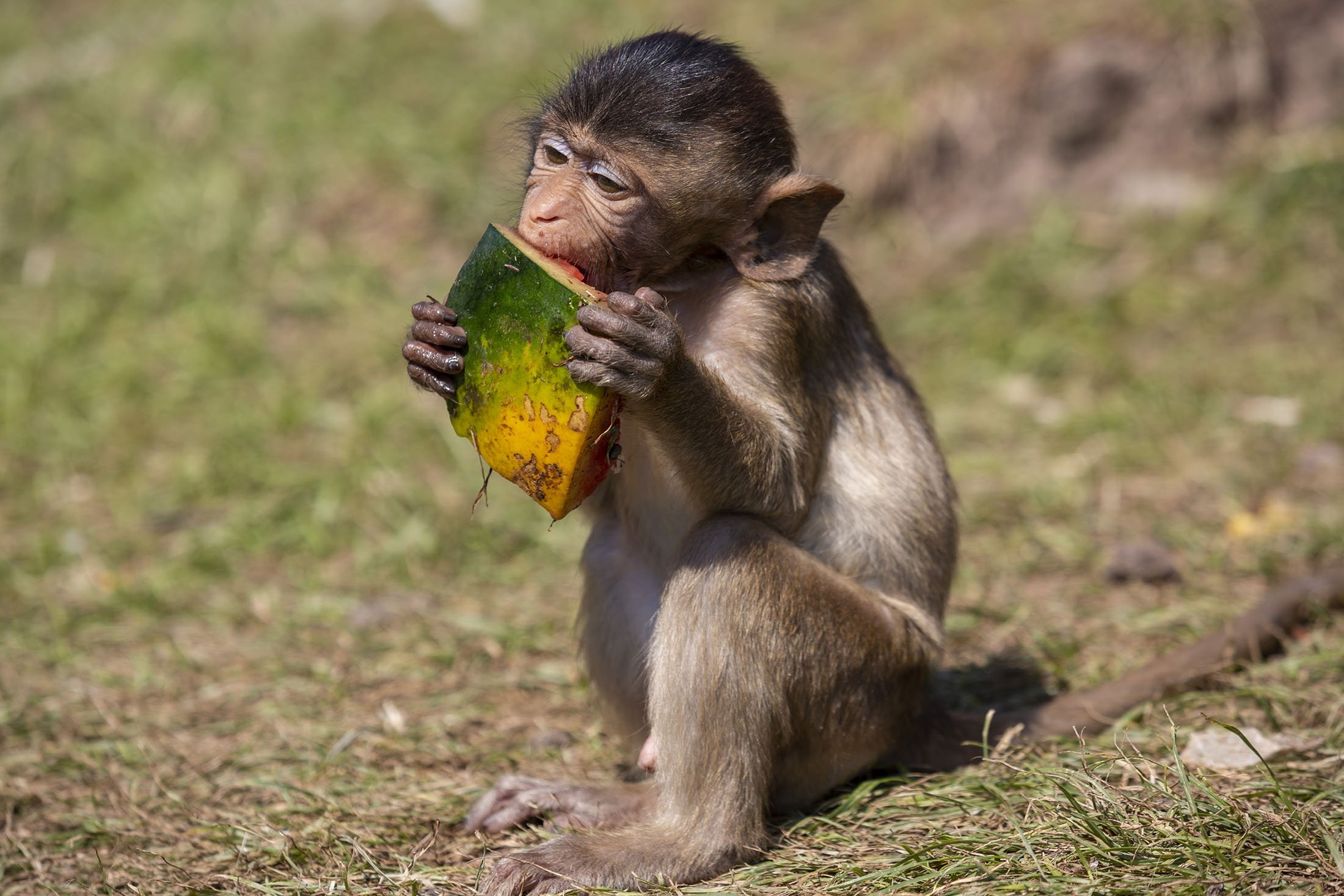 Primate banquet: Lopburi Monkey Festival celebrates reopening | Daily Sabah
