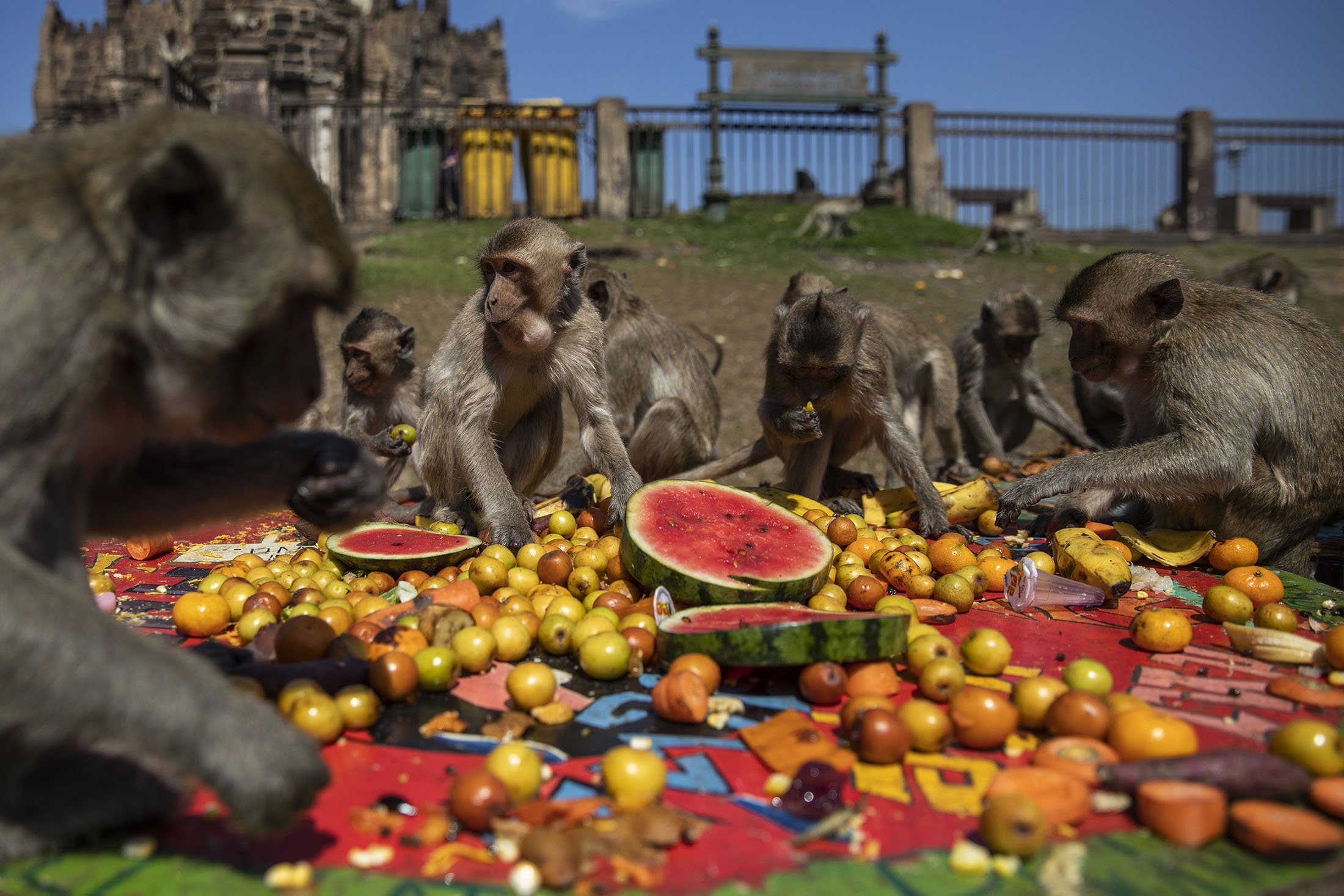 Primate banquet Lopburi Monkey Festival celebrates reopening Daily Sabah