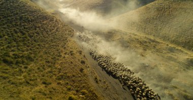 A herd of sheep in the wilderness of the Tatvan district of Bitlis, Turkey, July 27, 2021. (AA Photo)