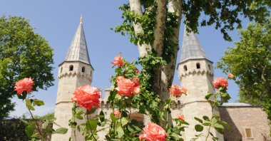 Roses are seen in the garden at the entrance of Topkapı Palace in Istanbul, Turkey. (Photo by Shutterstock)