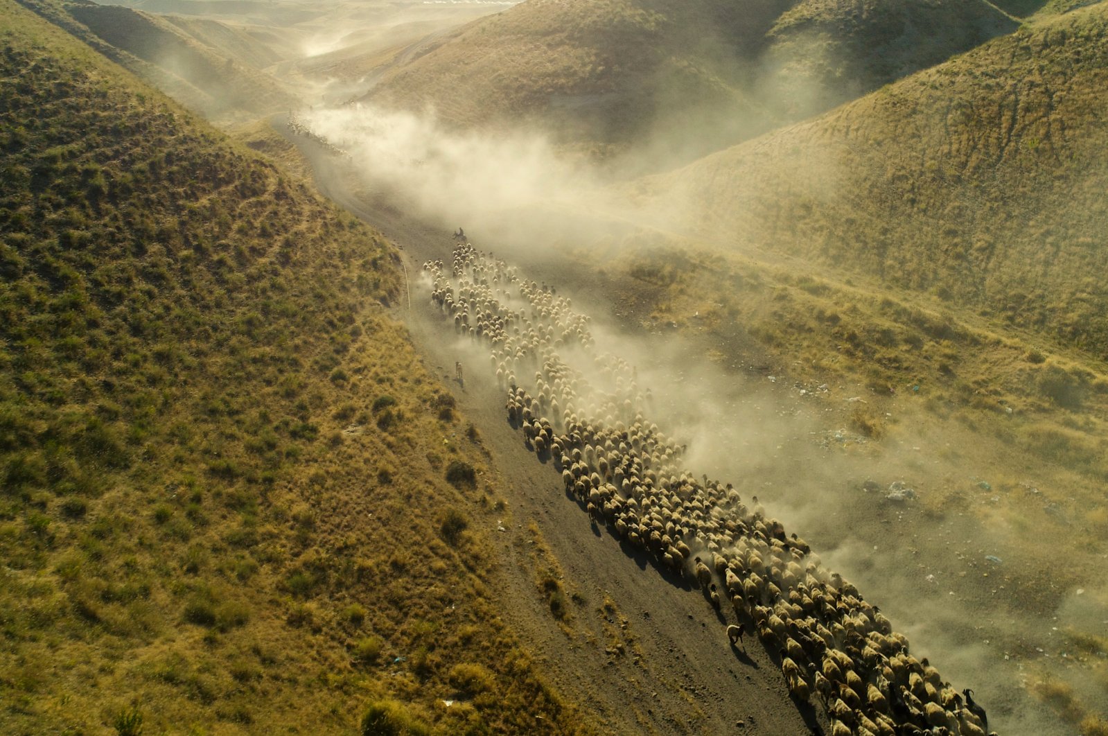 A herd of sheep in the wilderness of the Tatvan district of Bitlis, Turkey, July 27, 2021. (AA Photo)